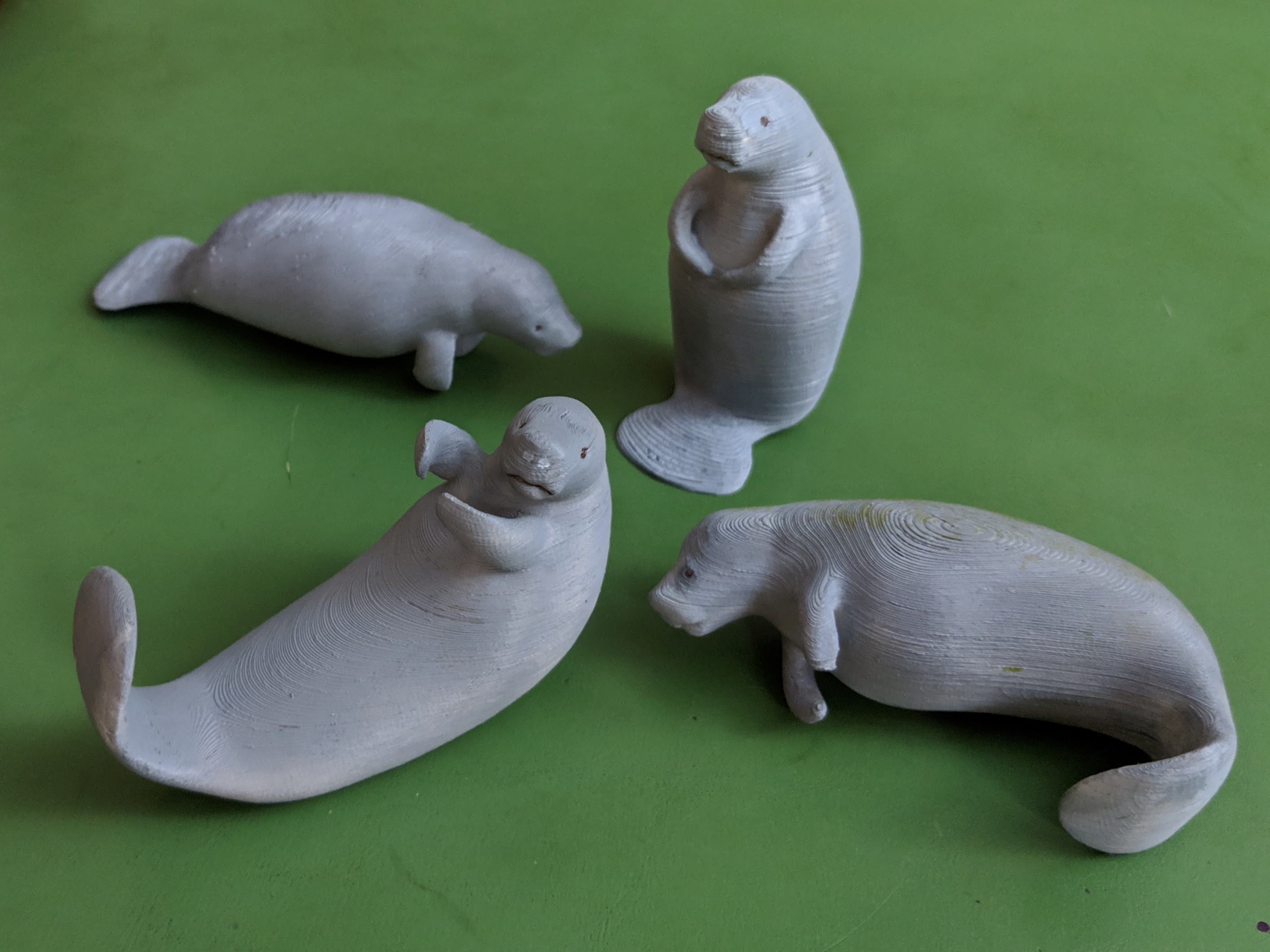 Molly the Manatee