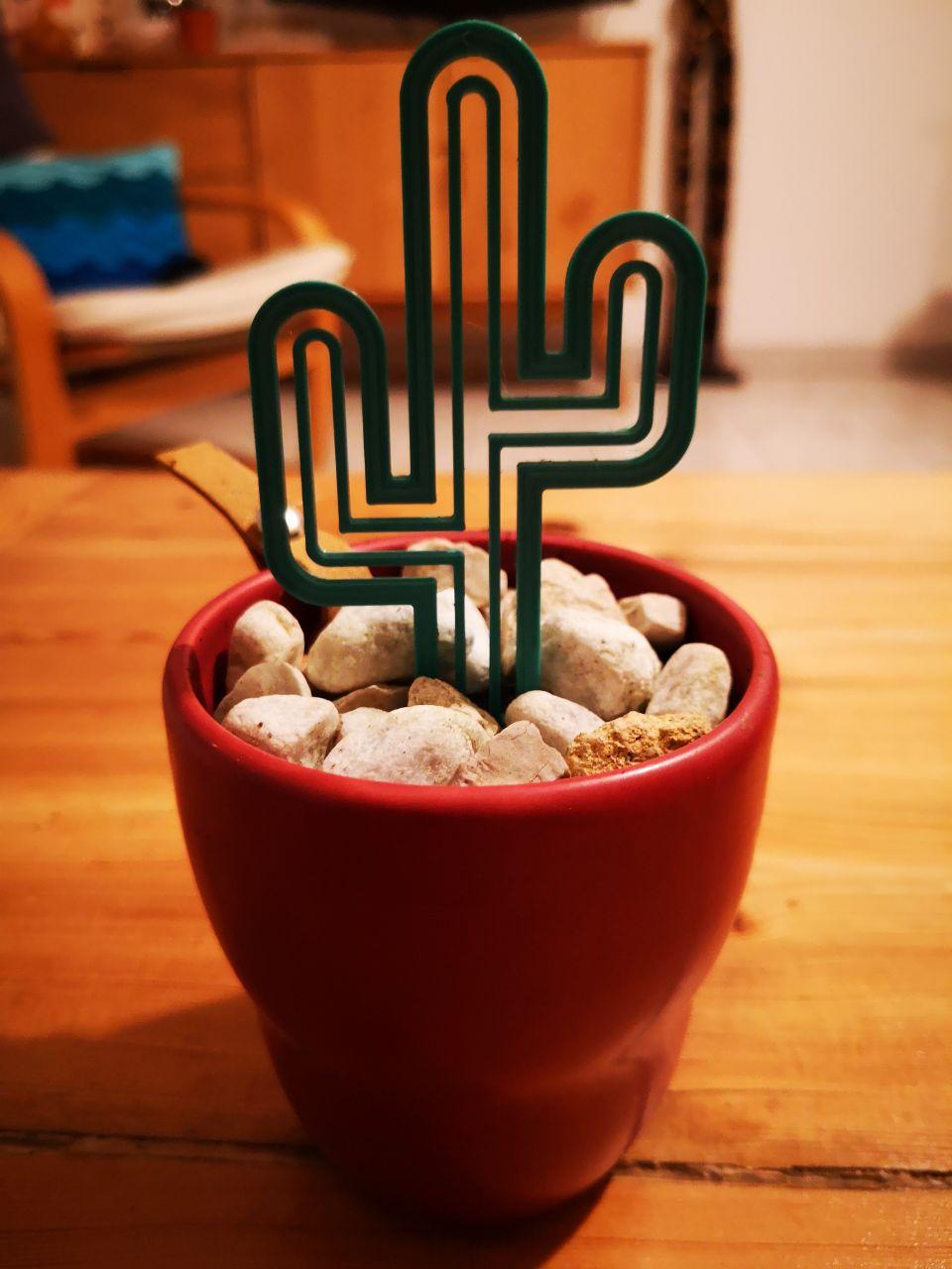 Cactus