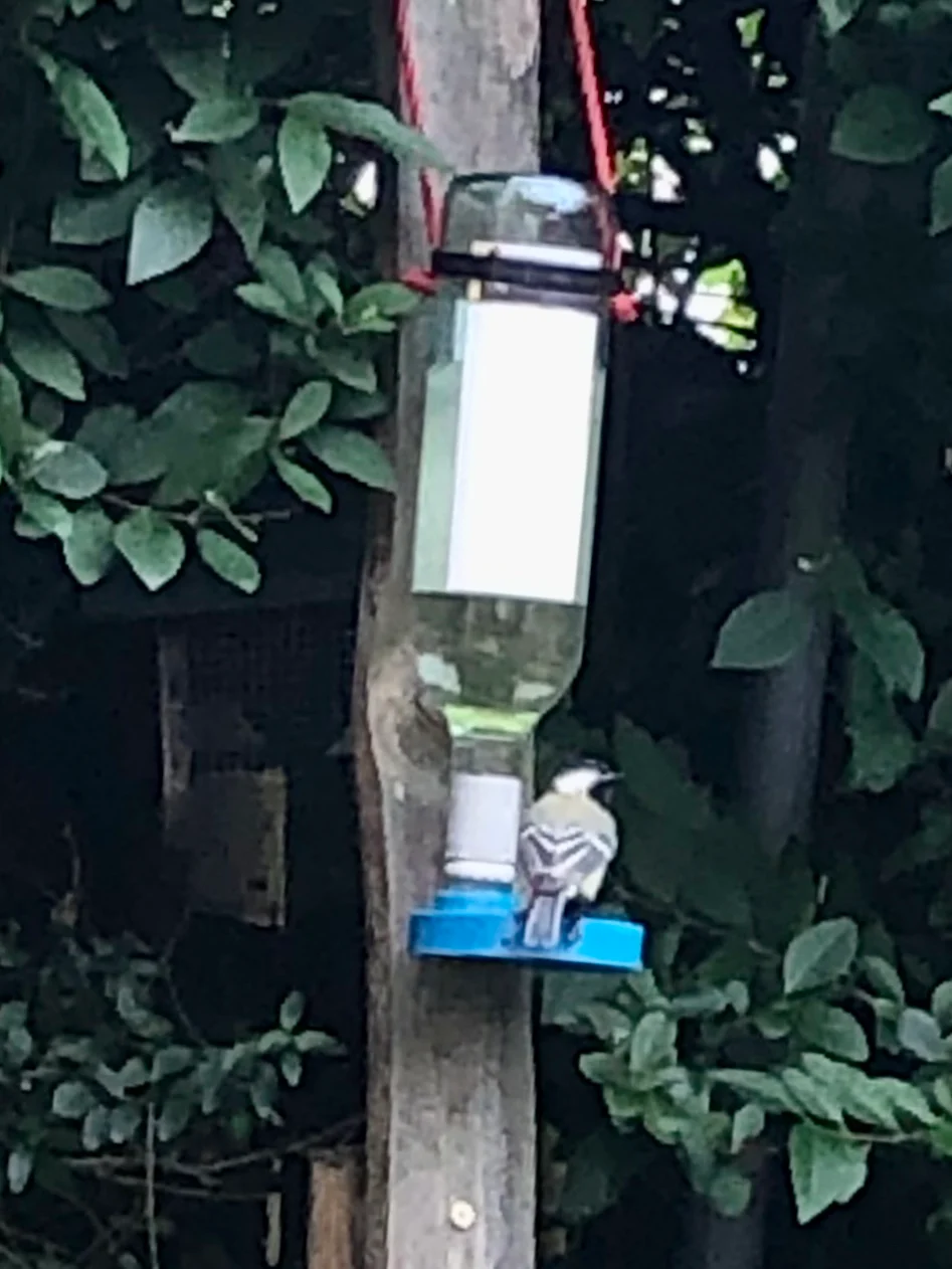 Wine bottle bird drinker