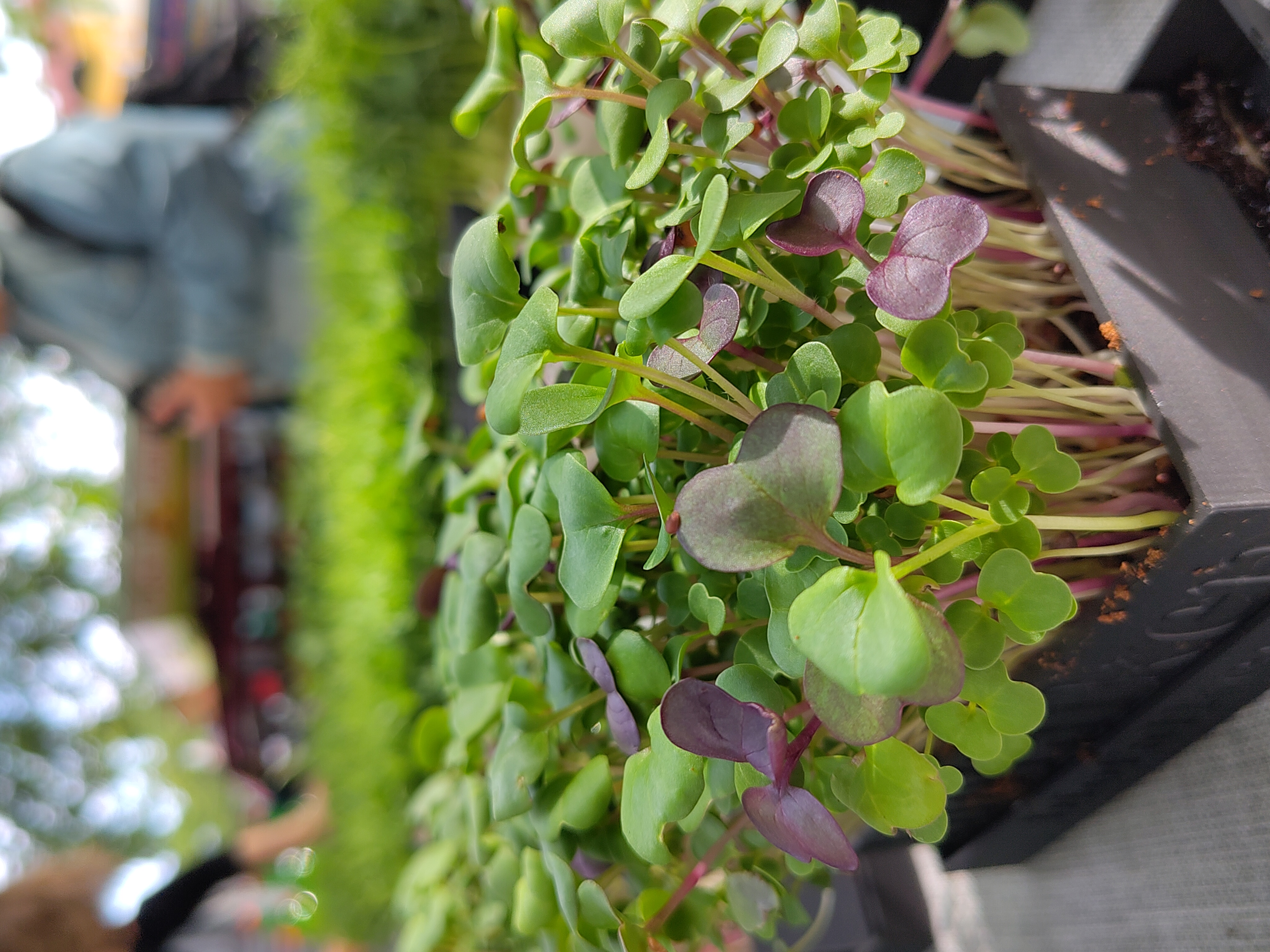Microgreen seed tray