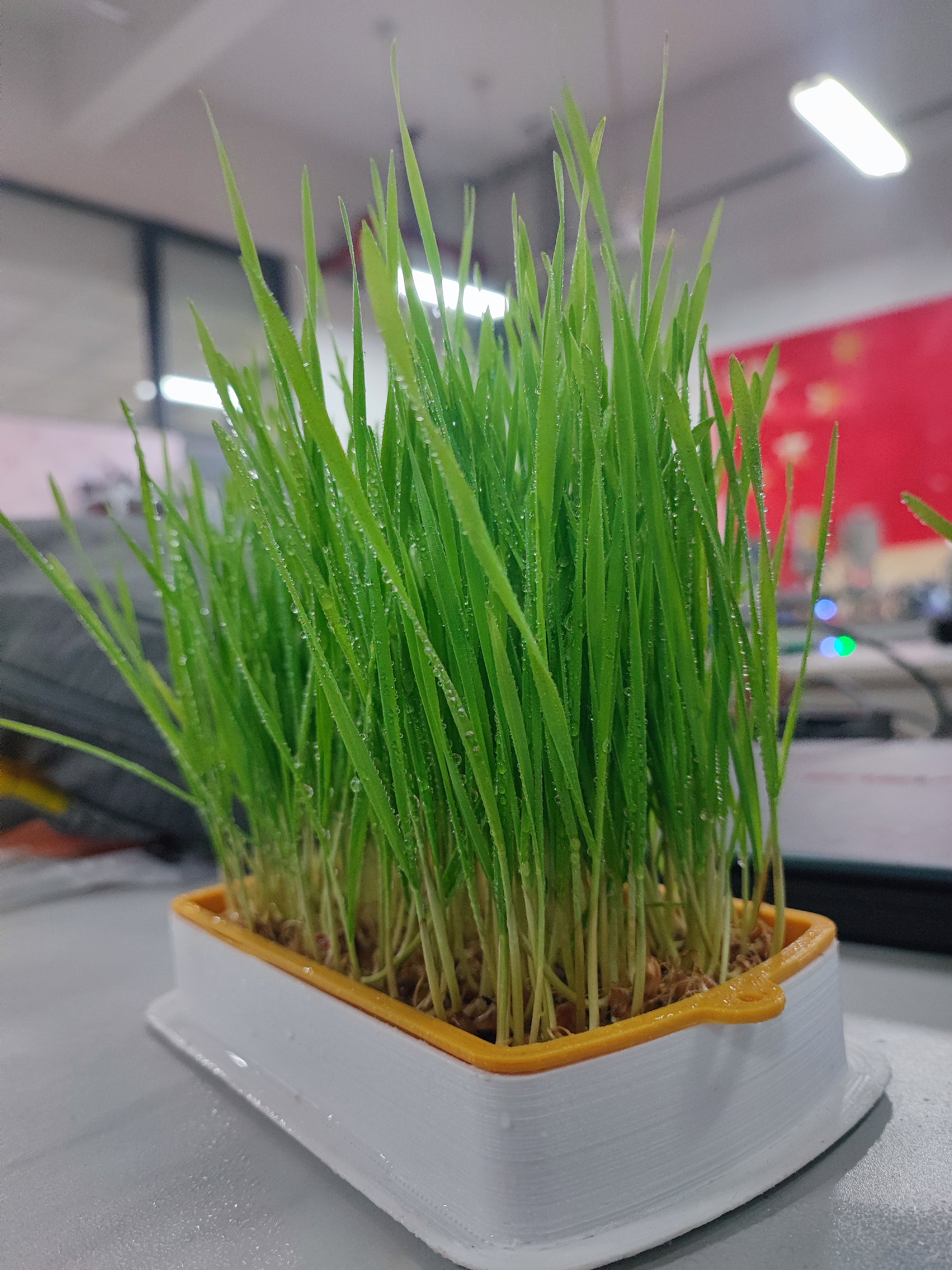 猫草水培养盒