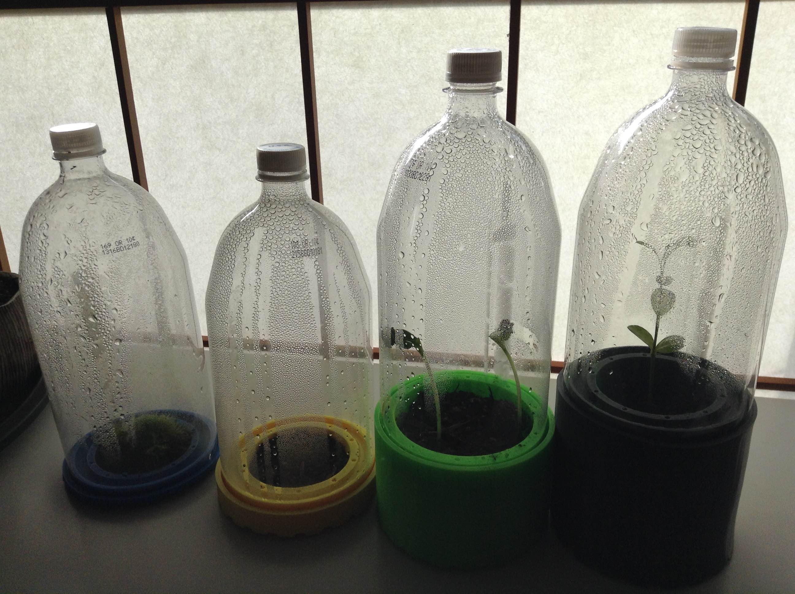 Terrarium Base with Bell Jar