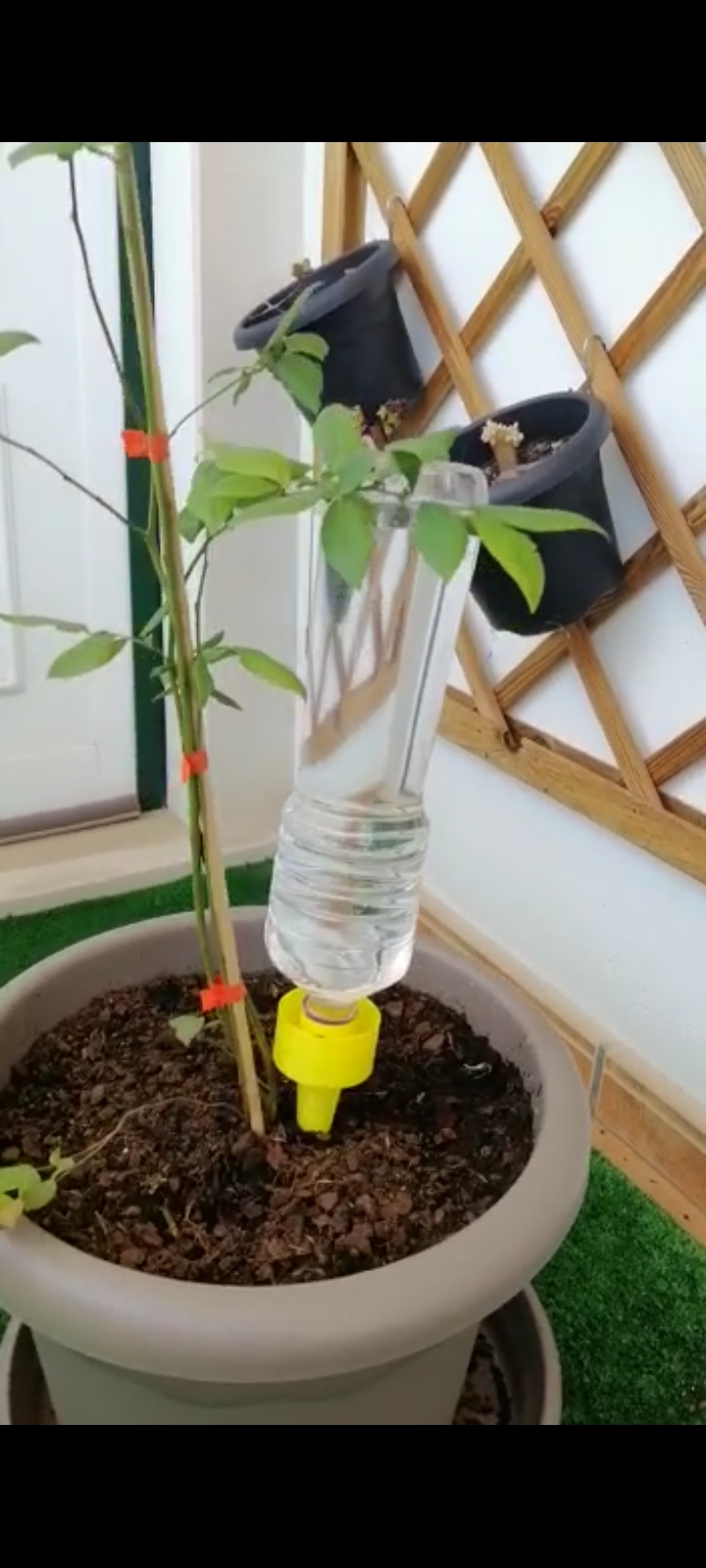 Pinga Pinga