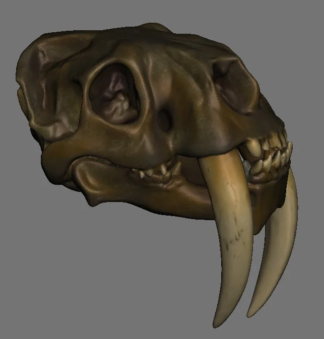 Feline Skulls