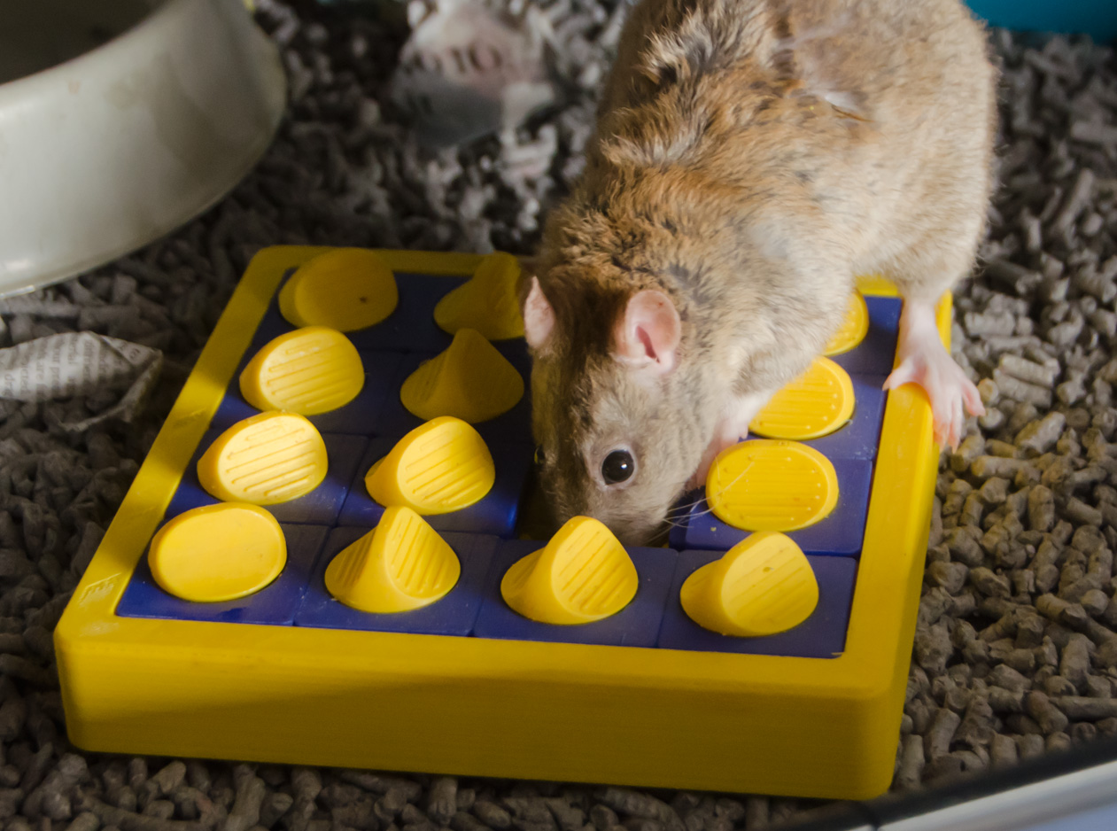(Pet Enrichment Toy) Sliding Tiles Puzzle +
