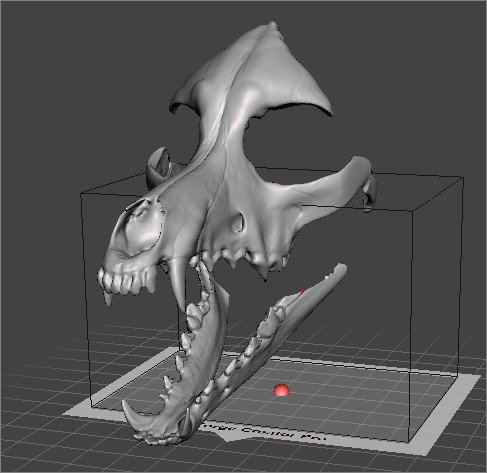 Dog Skull Mask
