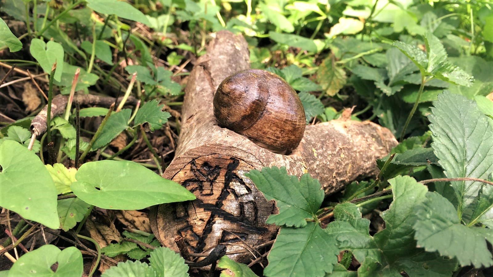 Geocache Schneckenhaus mit Flaschengewinde/ Snailhouse with bottle thread
