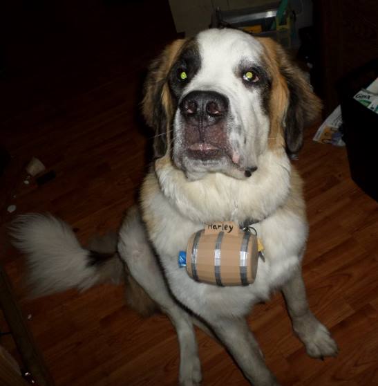 Saint Bernard Rescue Barrel