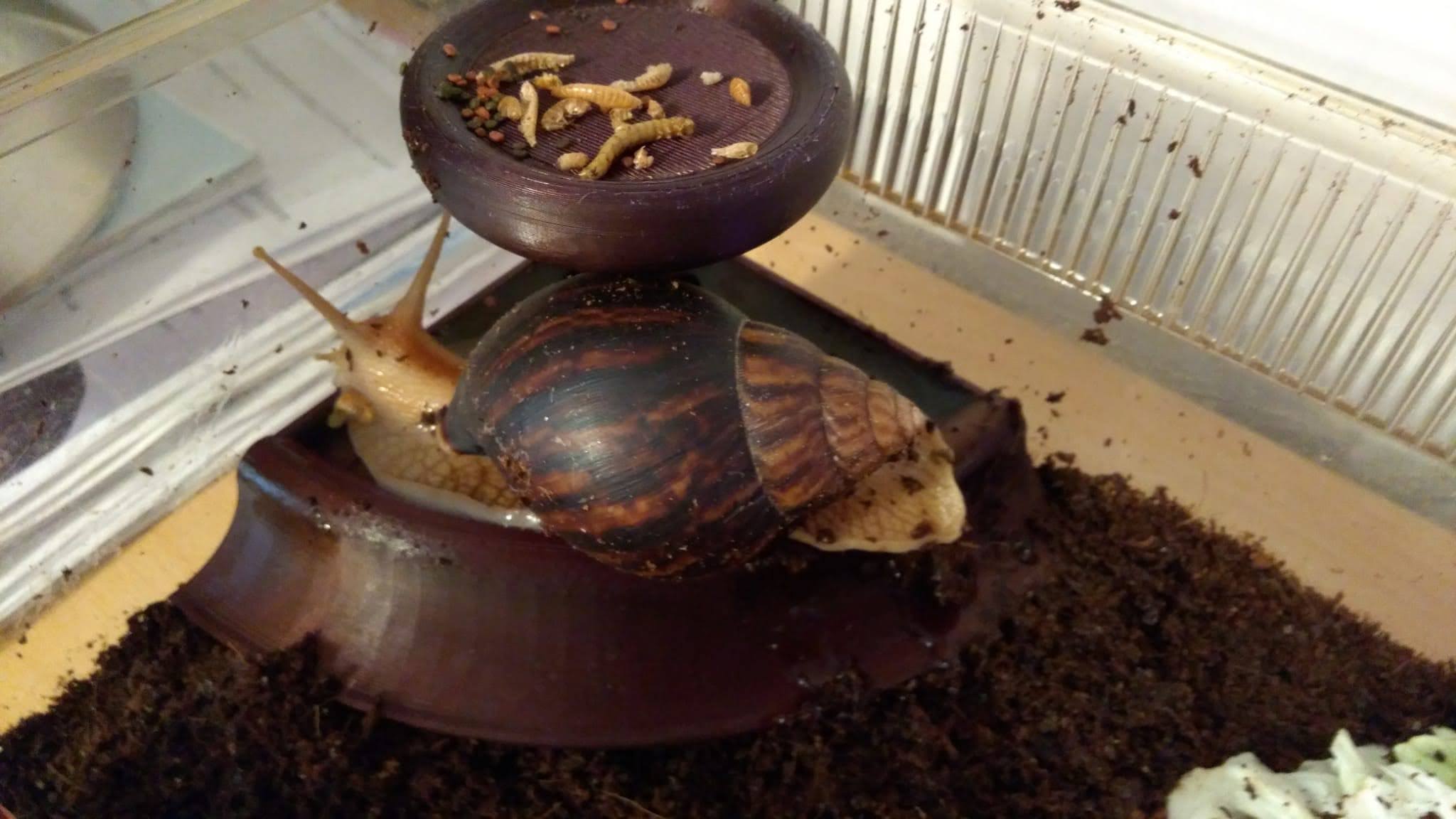 Snail pool with refill-tank/feeder.