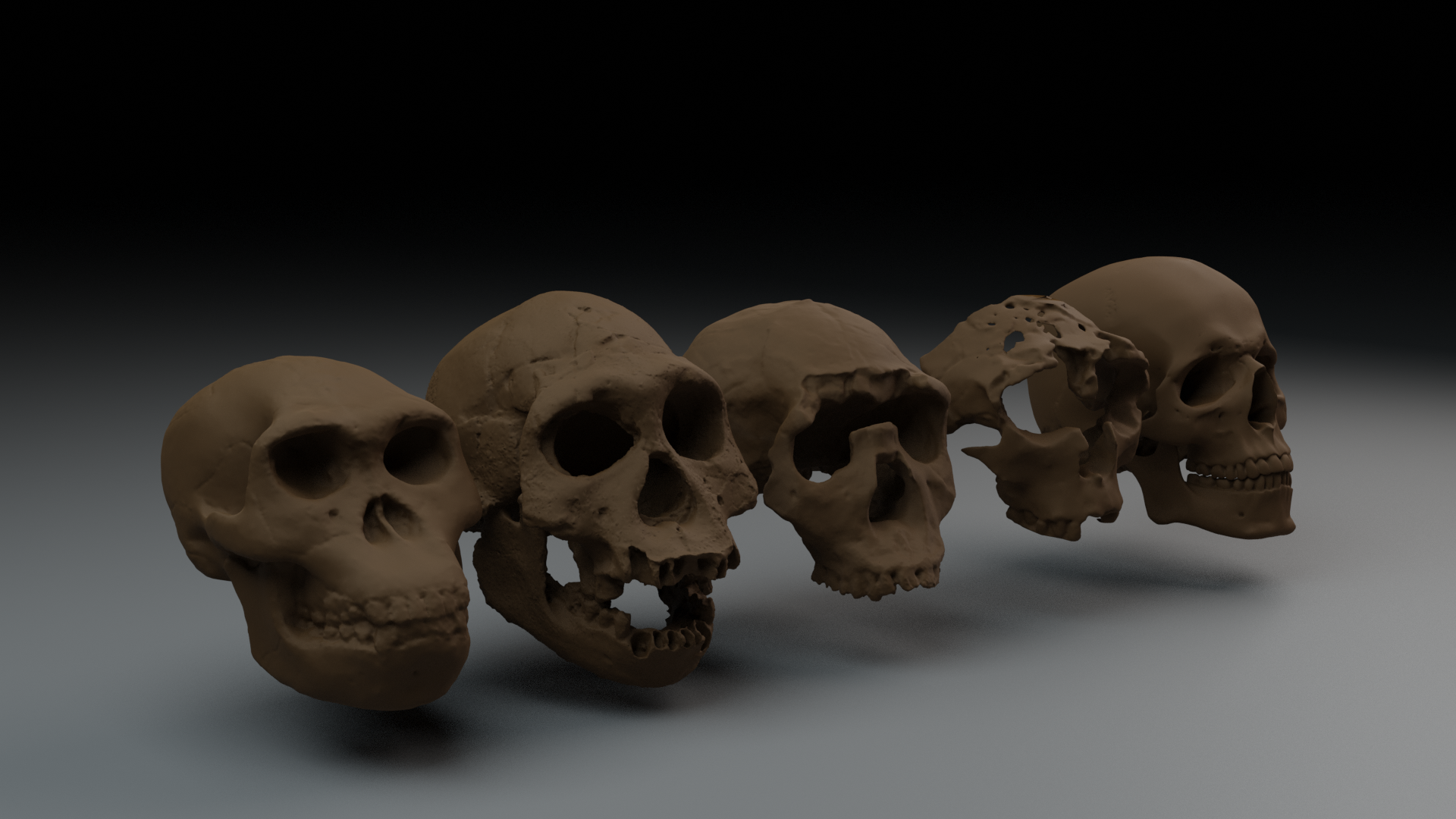 Human Evolution Series