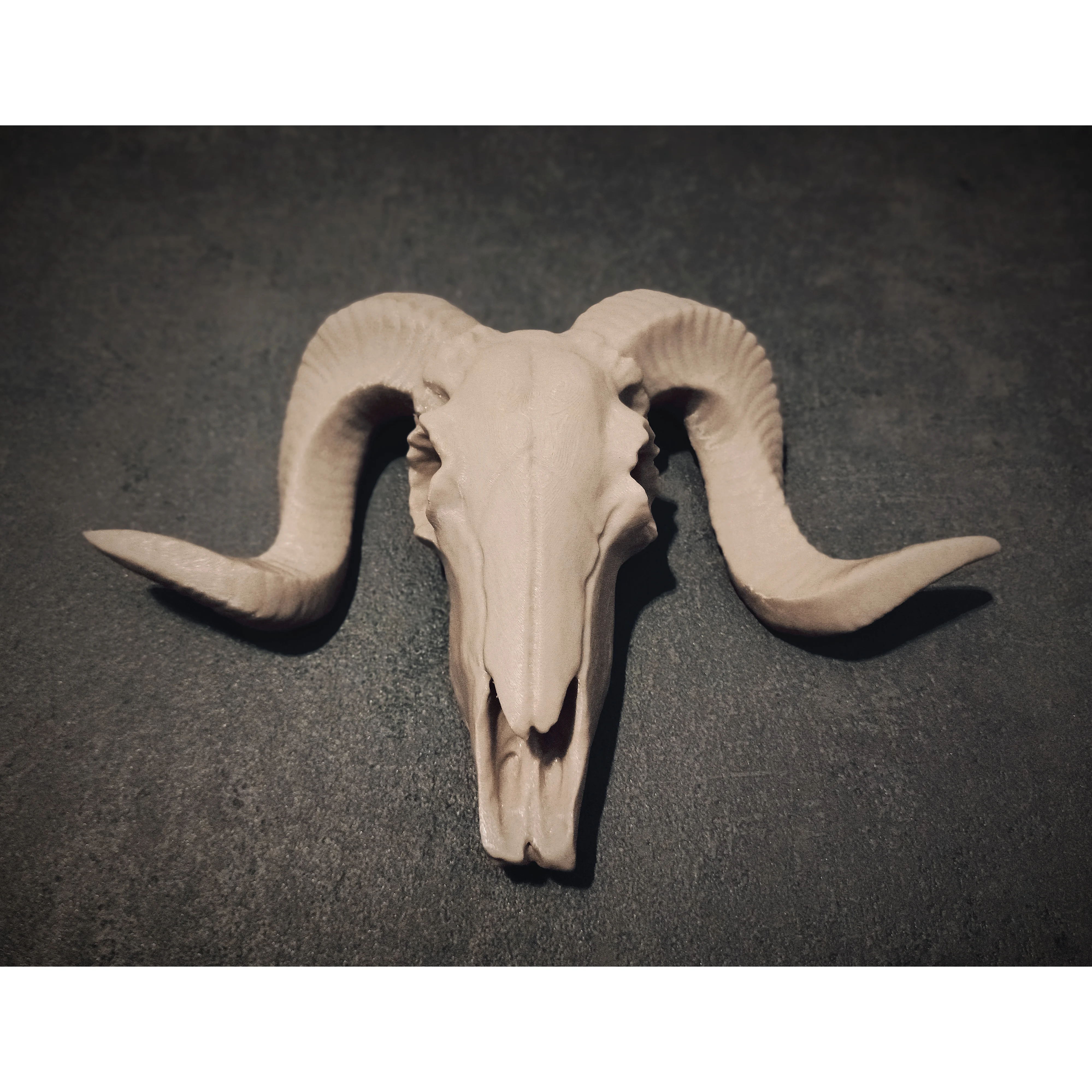 Ram / Goat Skull