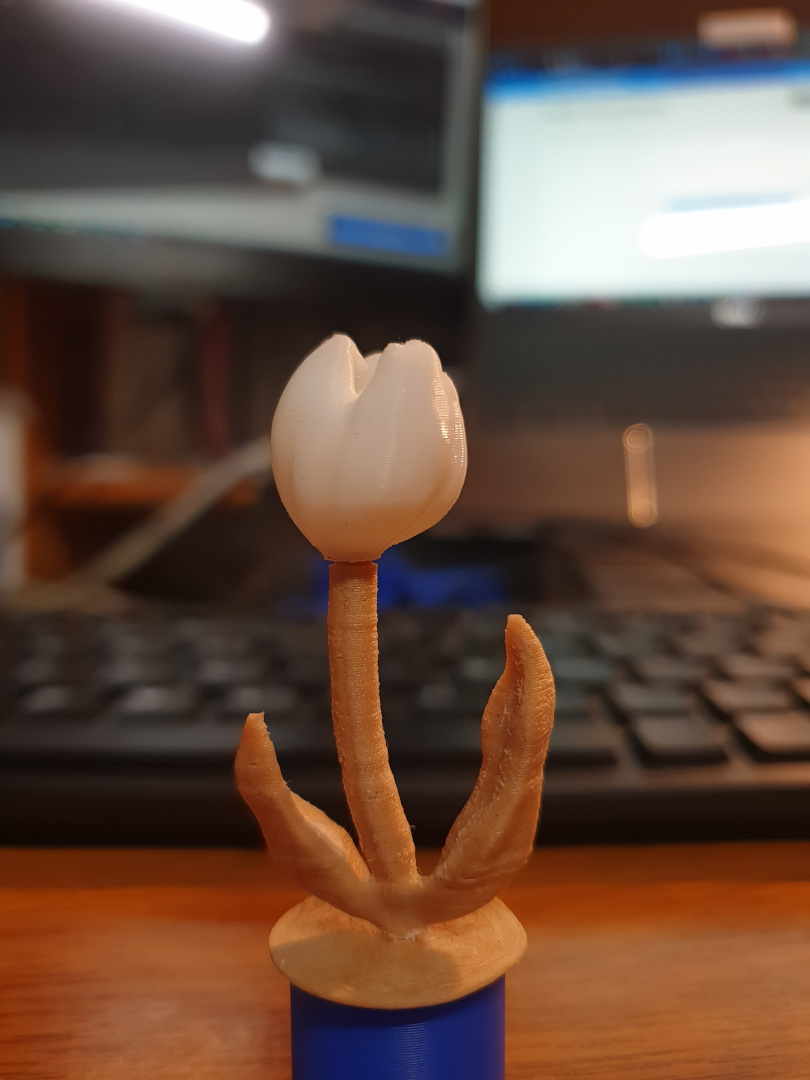 Tulip (2 pieces)