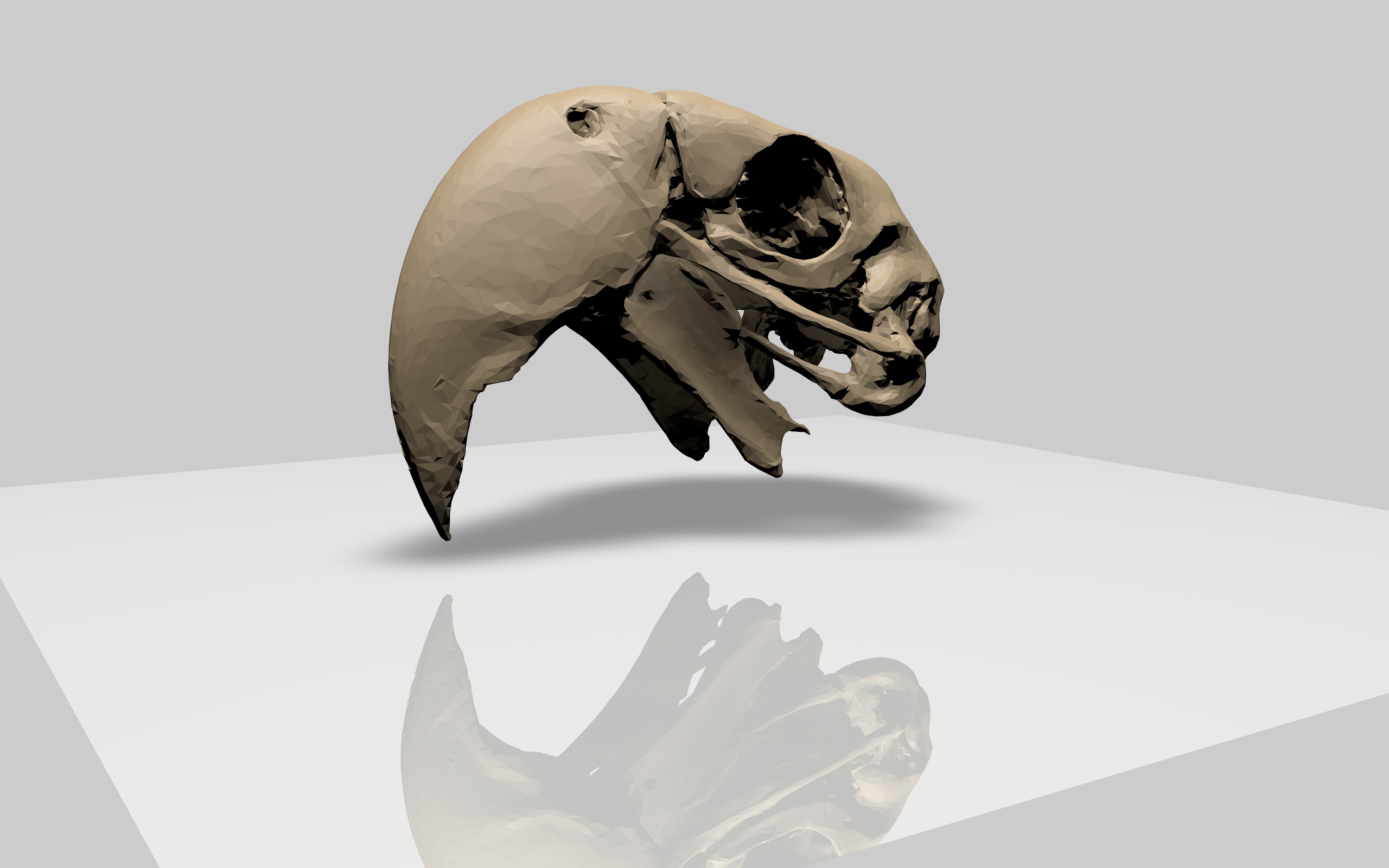 Macaw Parrot Upper Skull