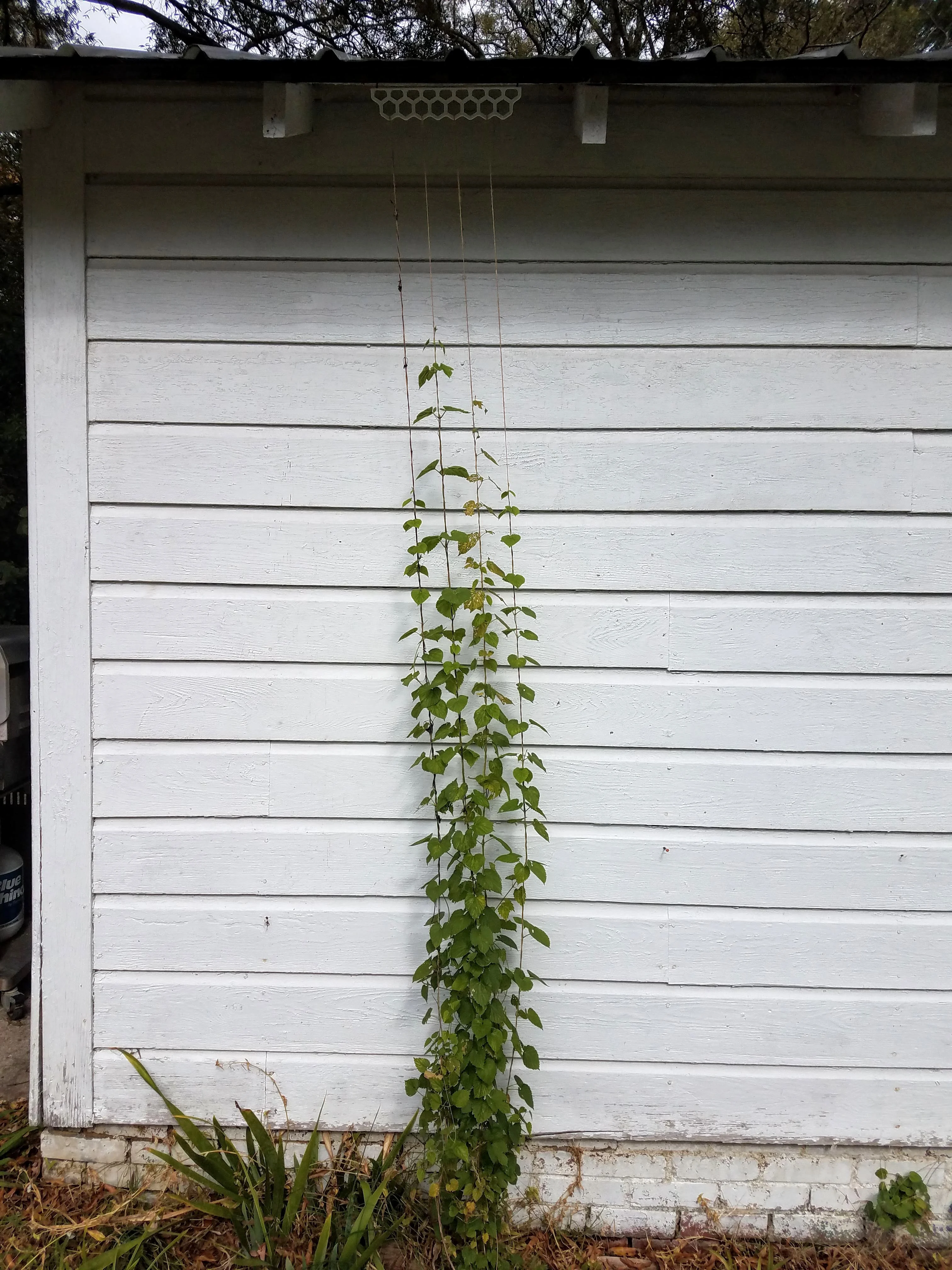 Hops Vine Bracket