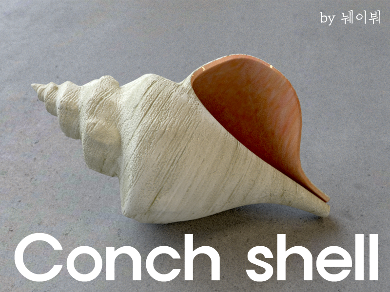 conch shell