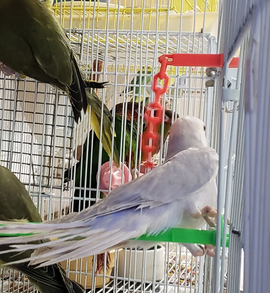 Twist in chain toy for small birds - low support material needed