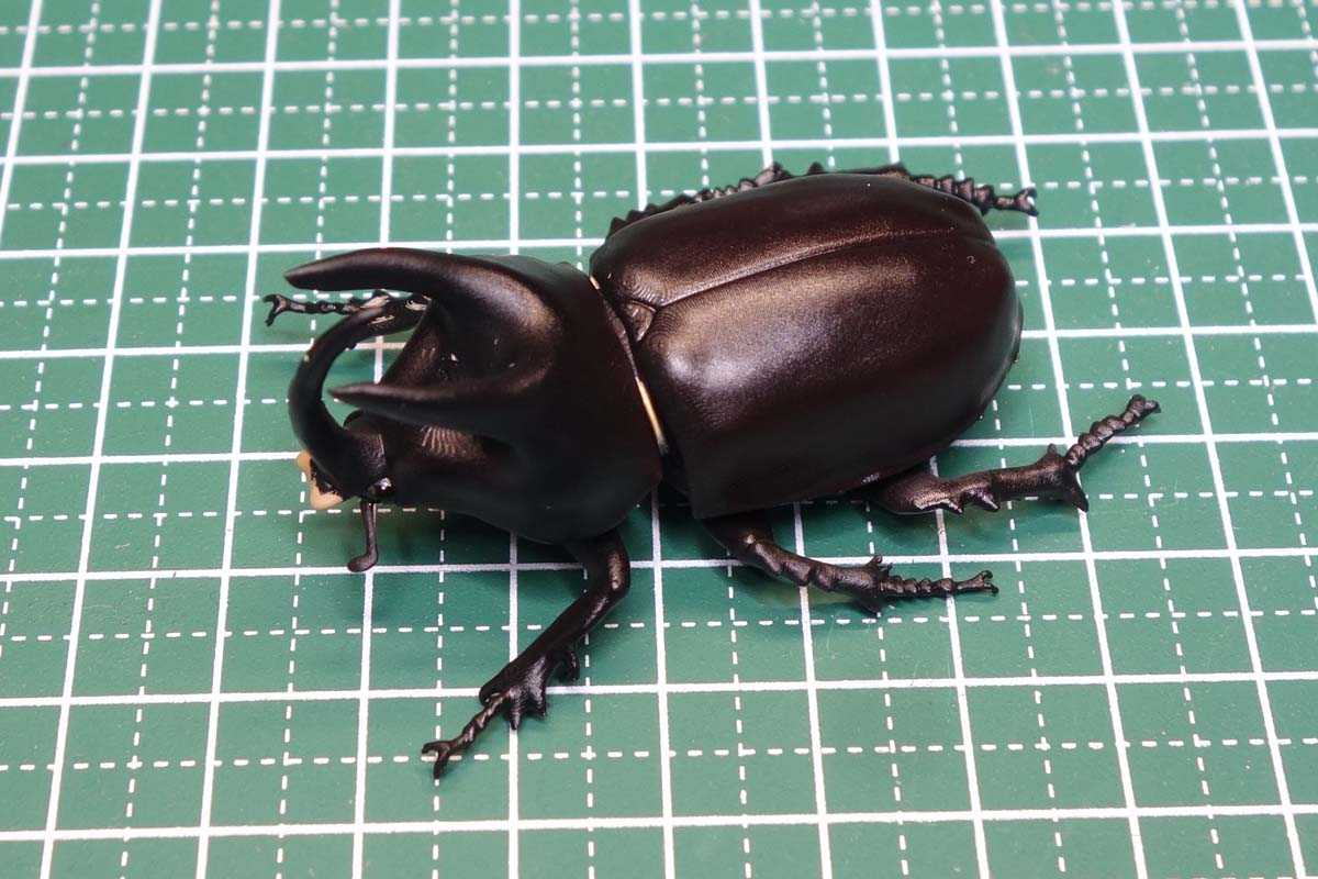 Scapanes Australis