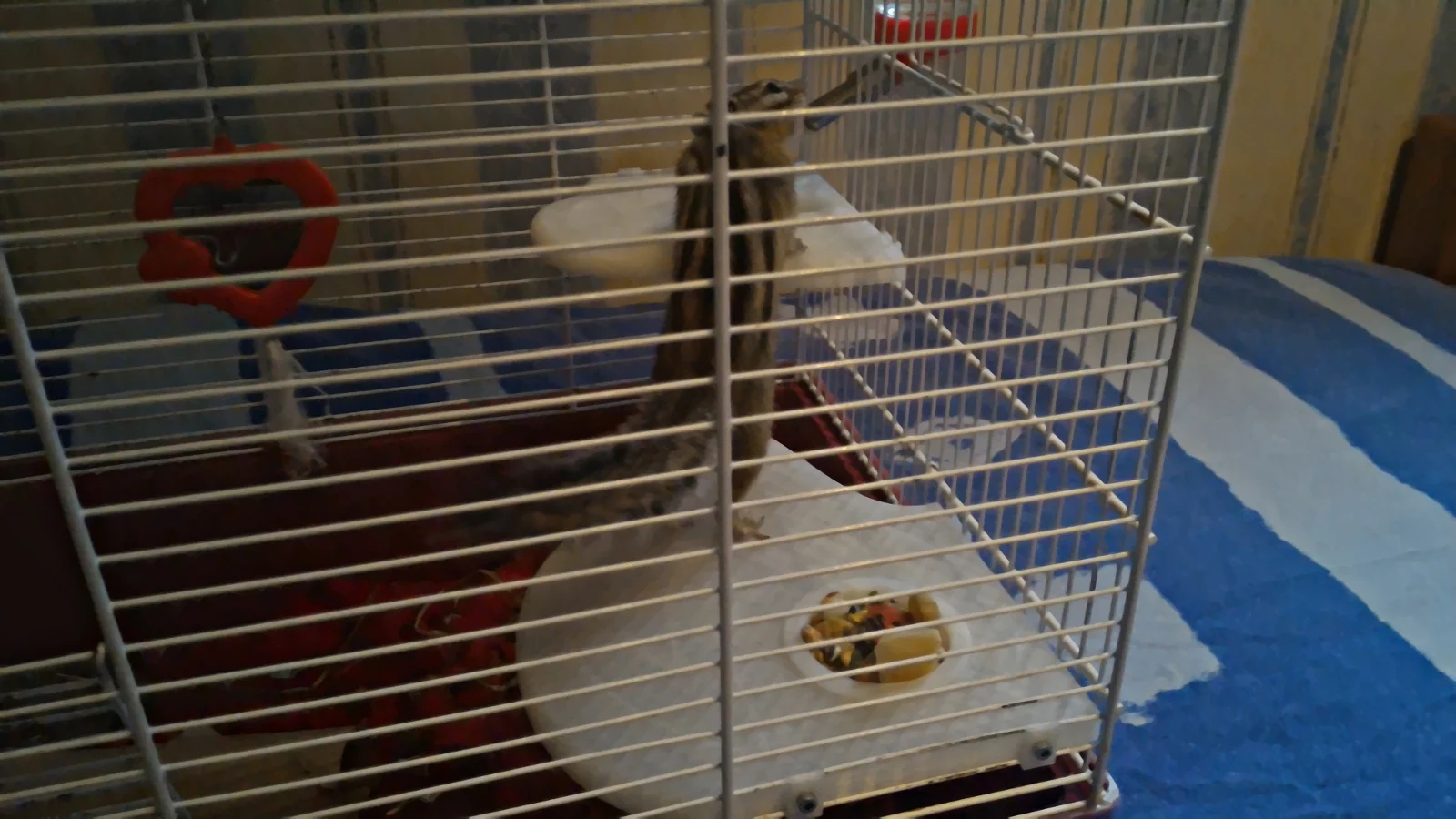 Platforms for rodents