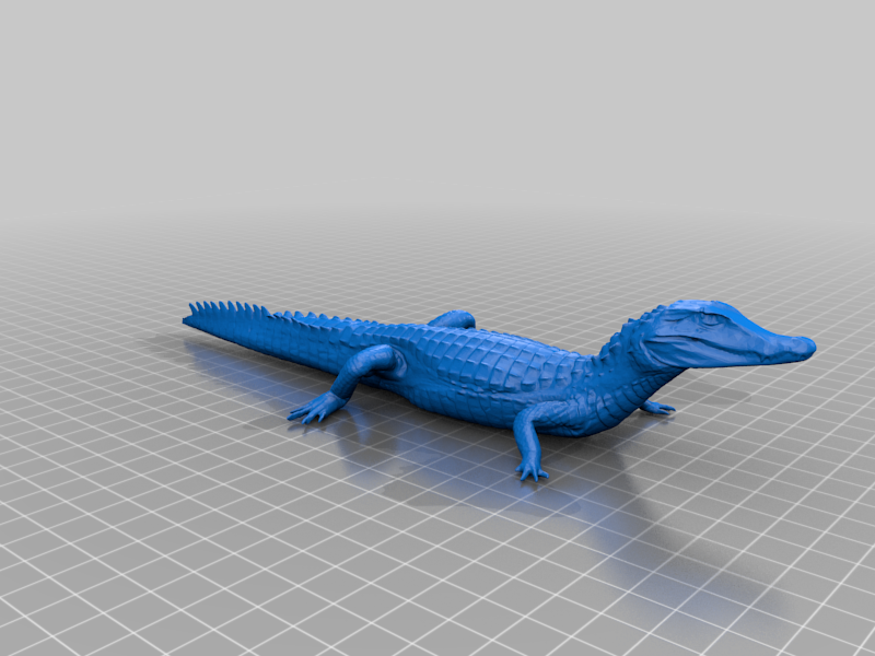 Smooth-Fronted Caiman by Natural History Museum of Vienna