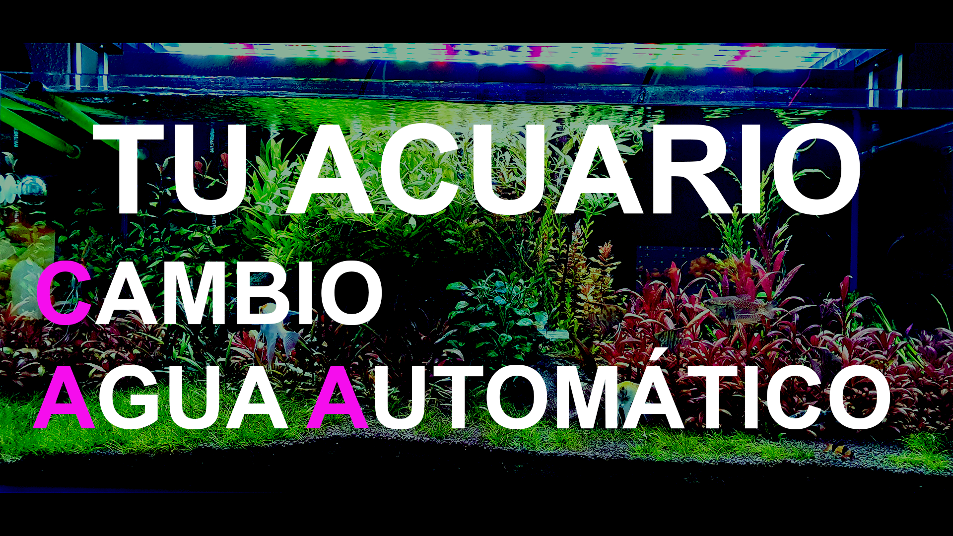 Aquarium auto water change