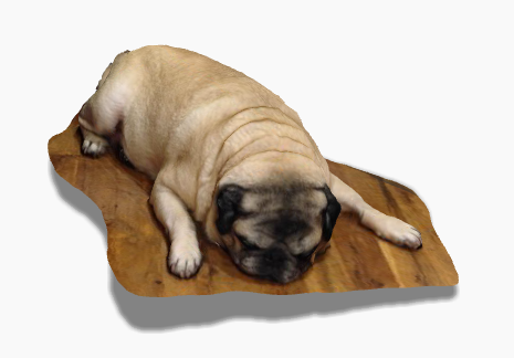 Sleeping Pug