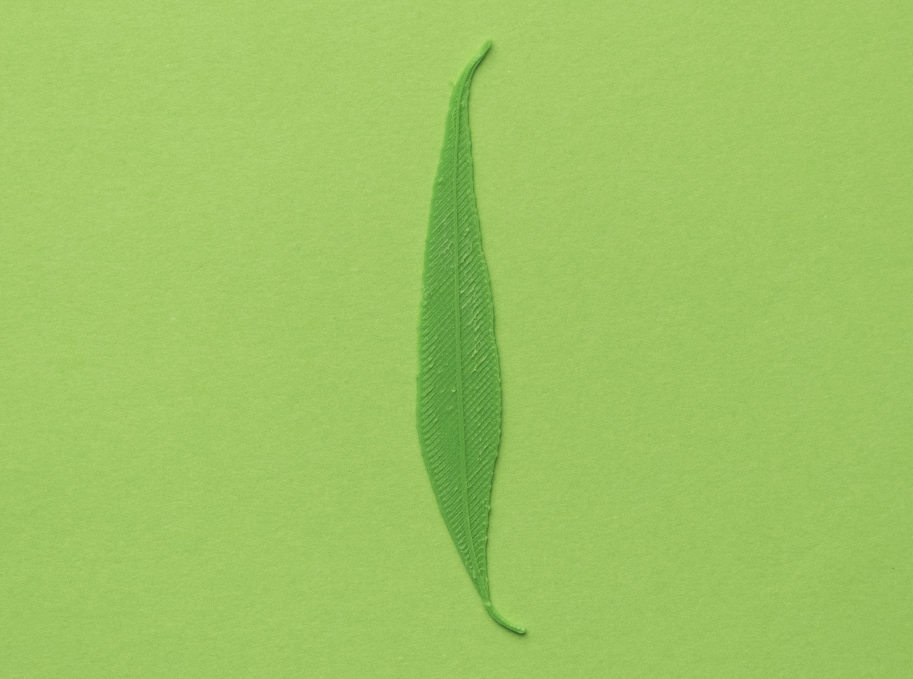 Willow tree leaf