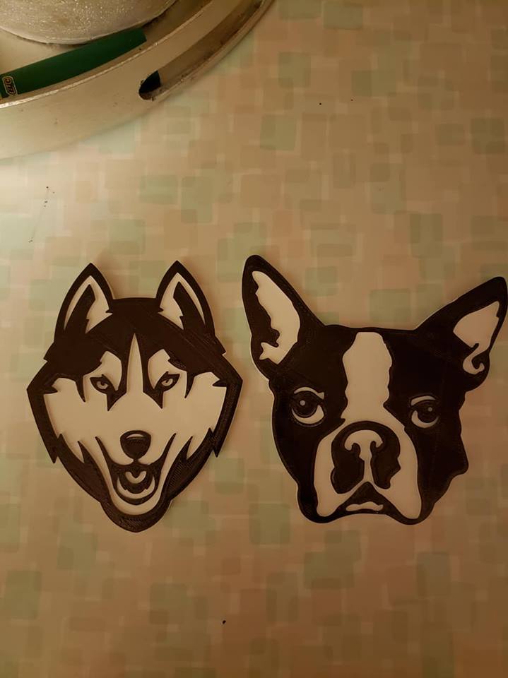 Boston Terrier