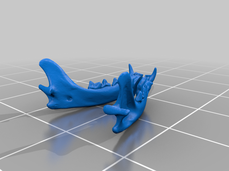 cat jawbone earrings