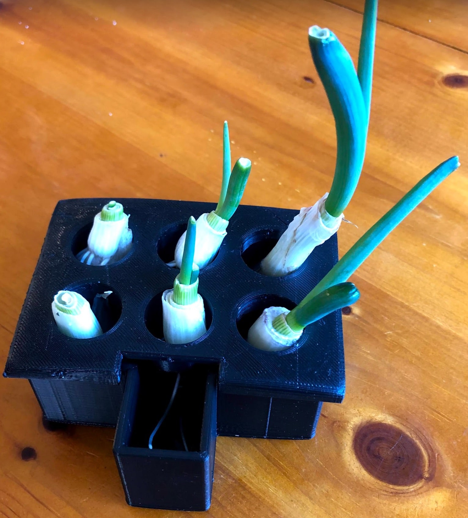 Green Onion / Scallion Growing Box