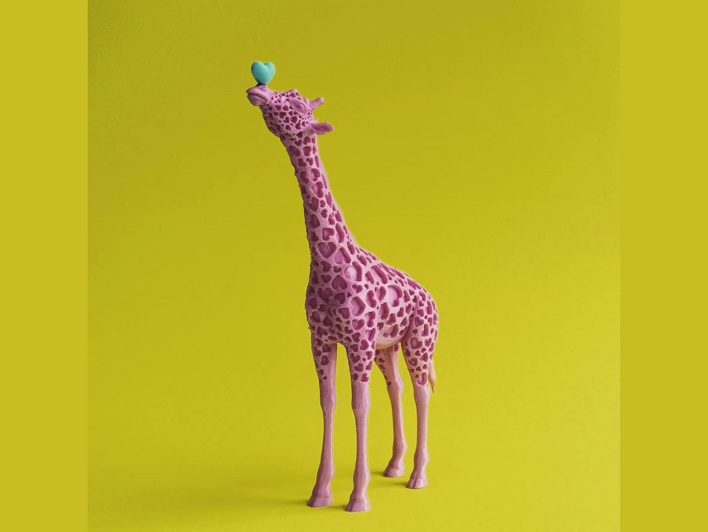 Giraffe Love