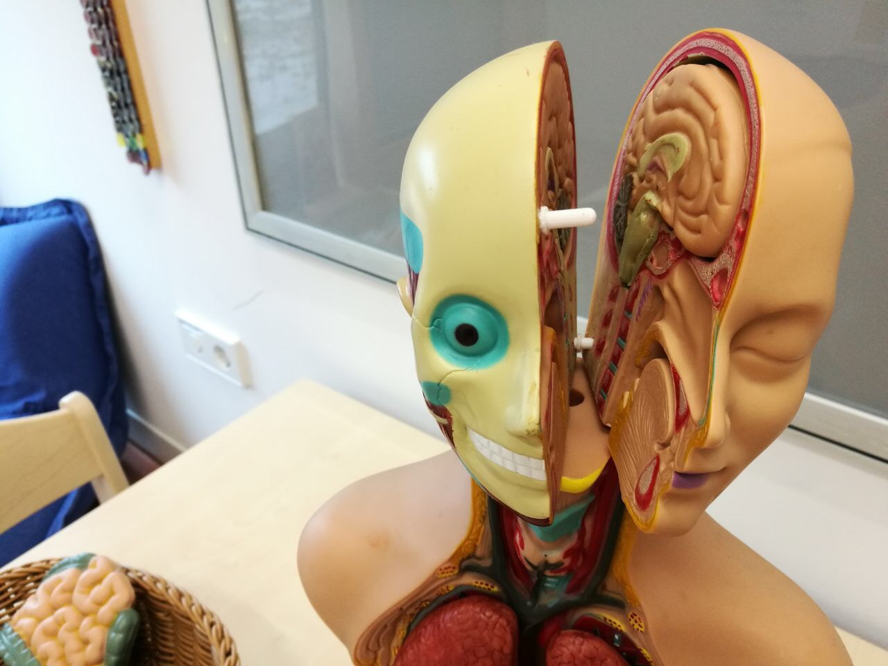 connector pin for anatomic doll