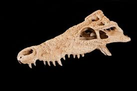 Cuban Crocodile Skull