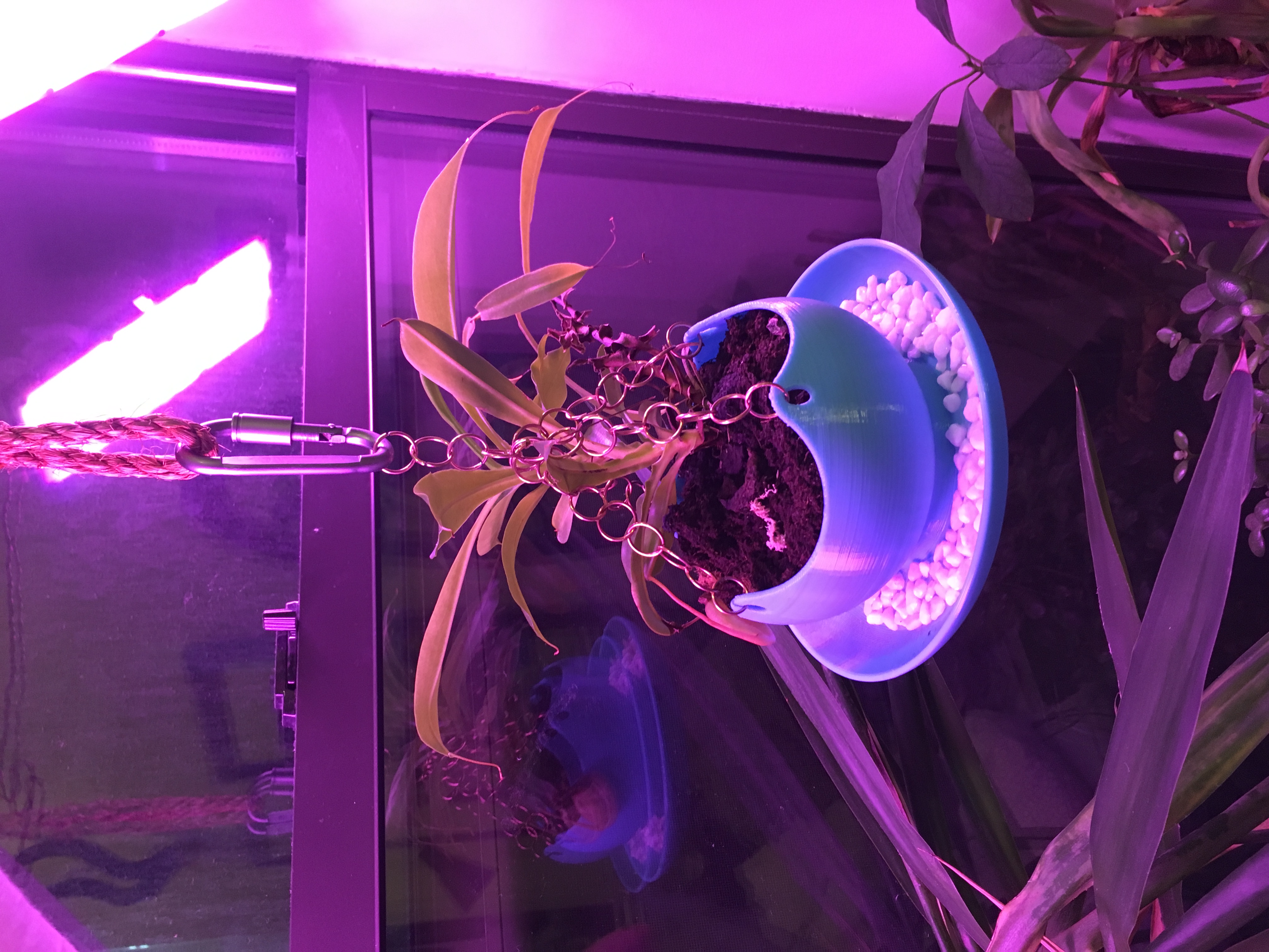Pitcher Plant Humidity Pot