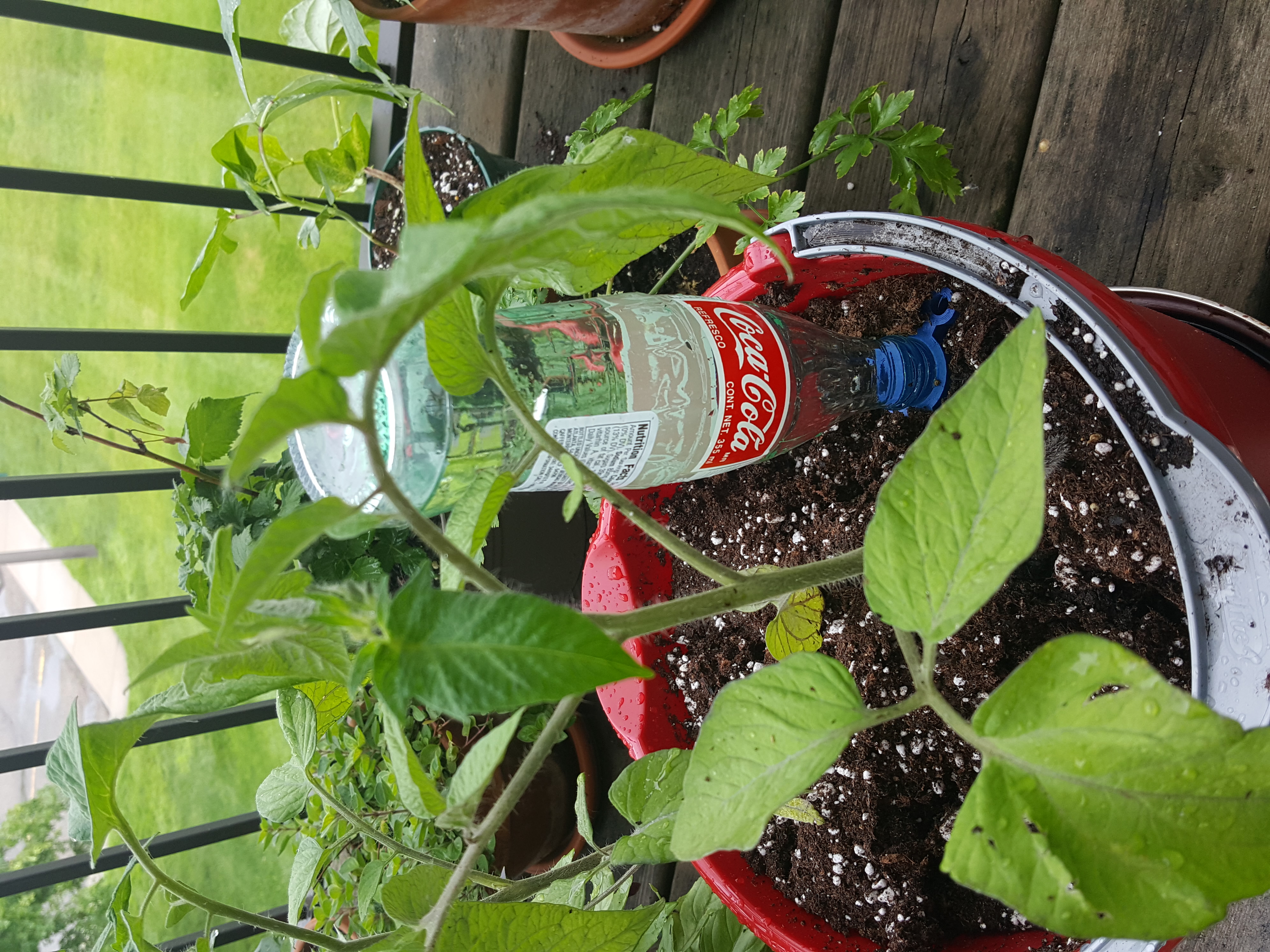 MEXICoke and Beer Bottle MOD Automatic Plant Waterer