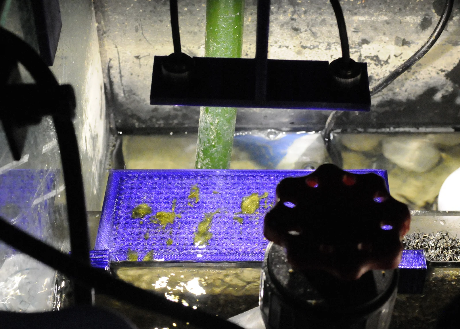 Algae Turf Filter and Light