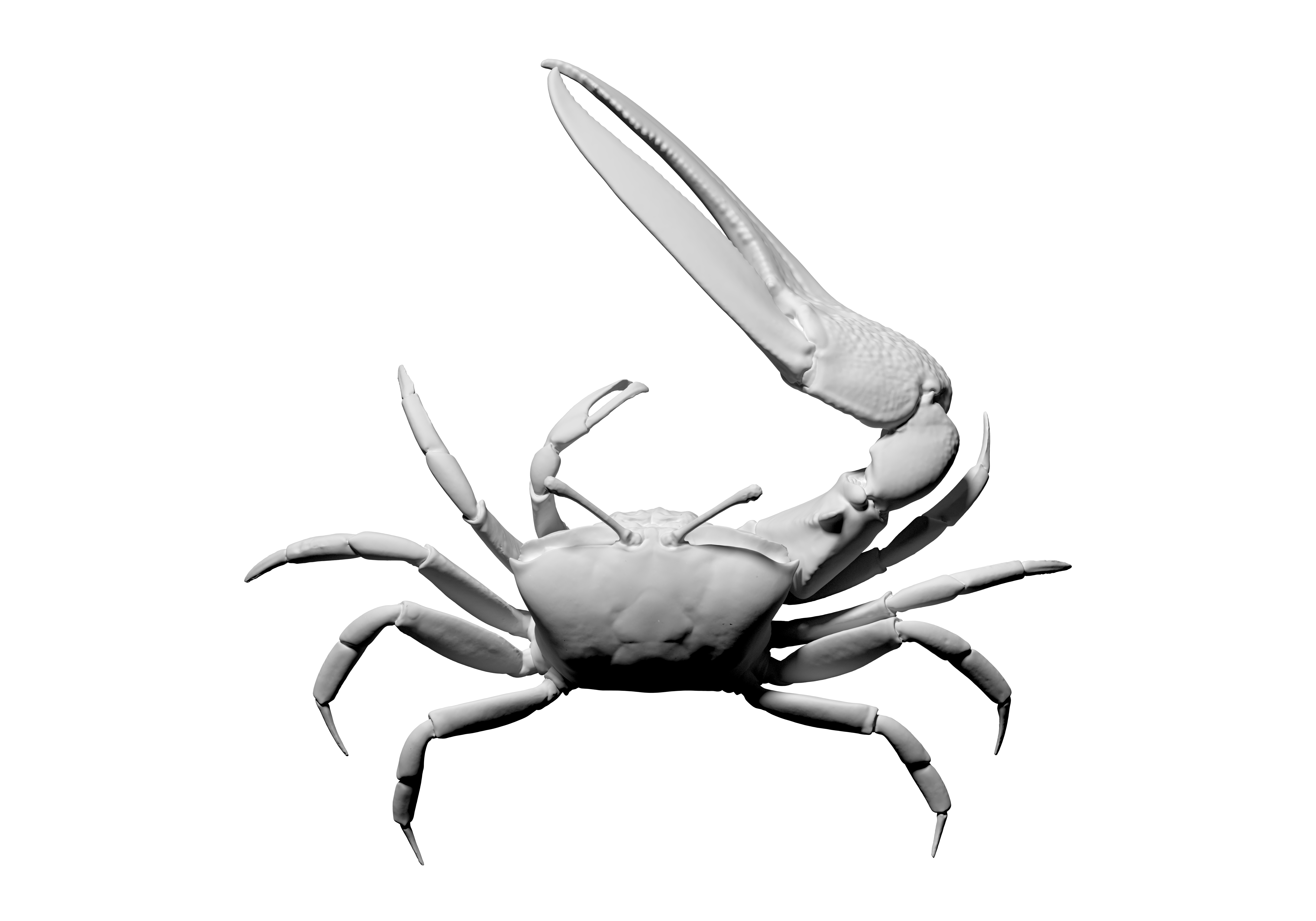 3D scan of a fiddler crab