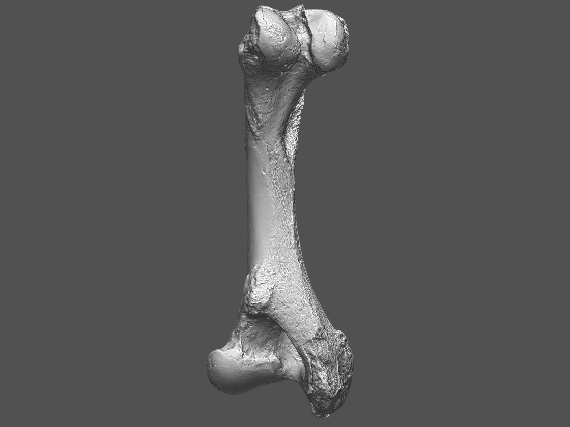 Bison latifrons left femur