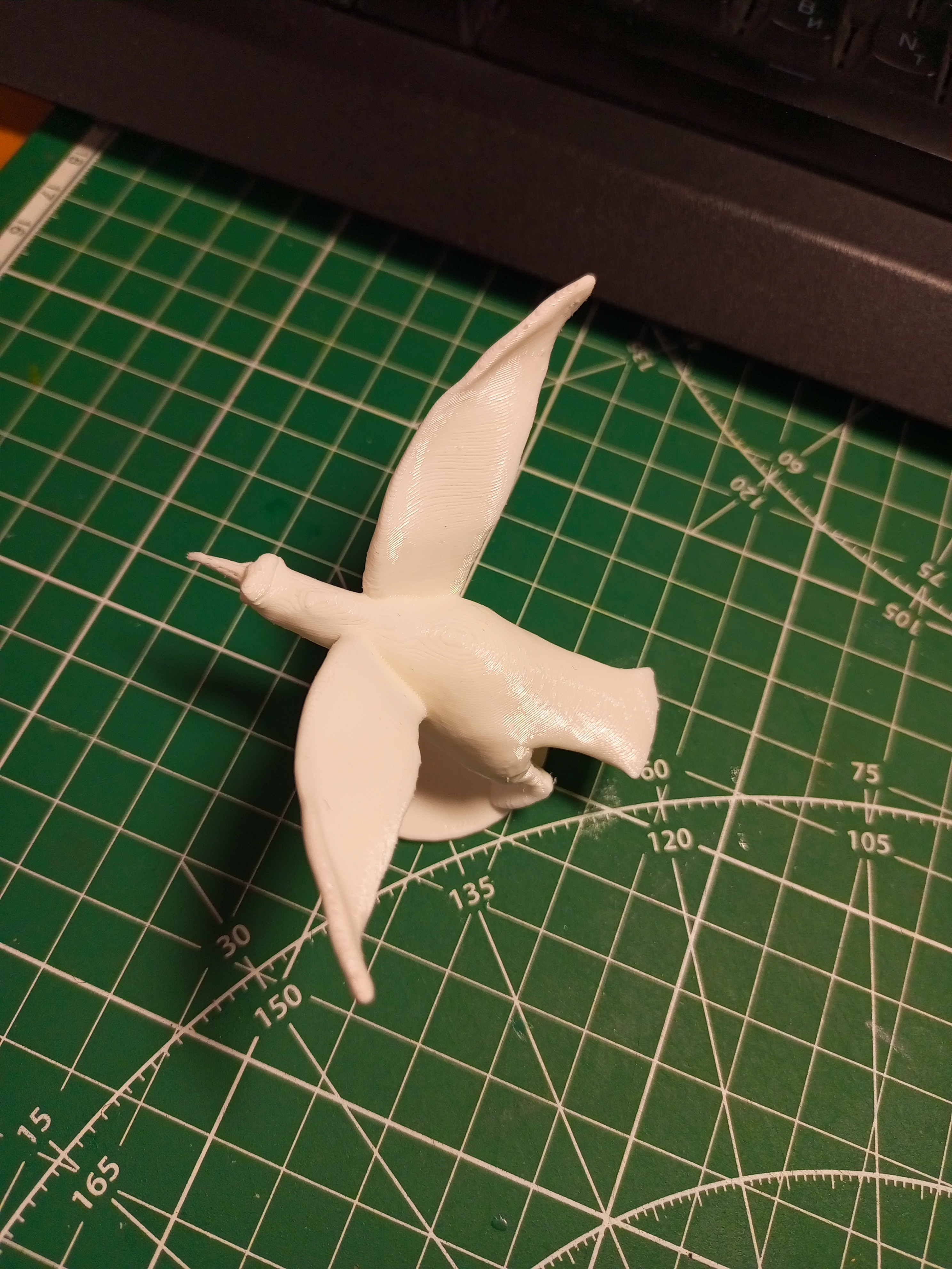 Albatros