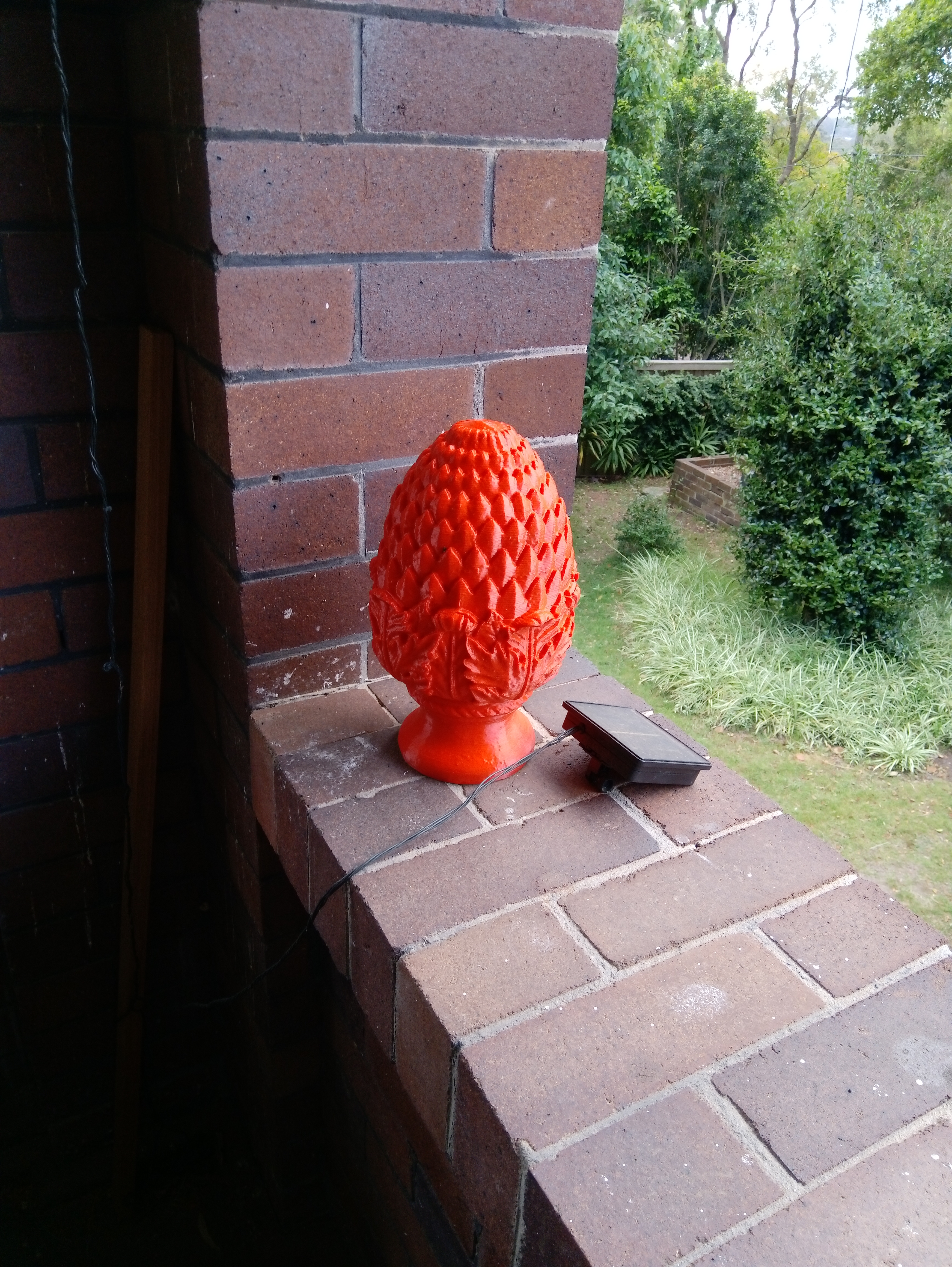 Zirbelnuss - Stone Pine - Pinus Cembra