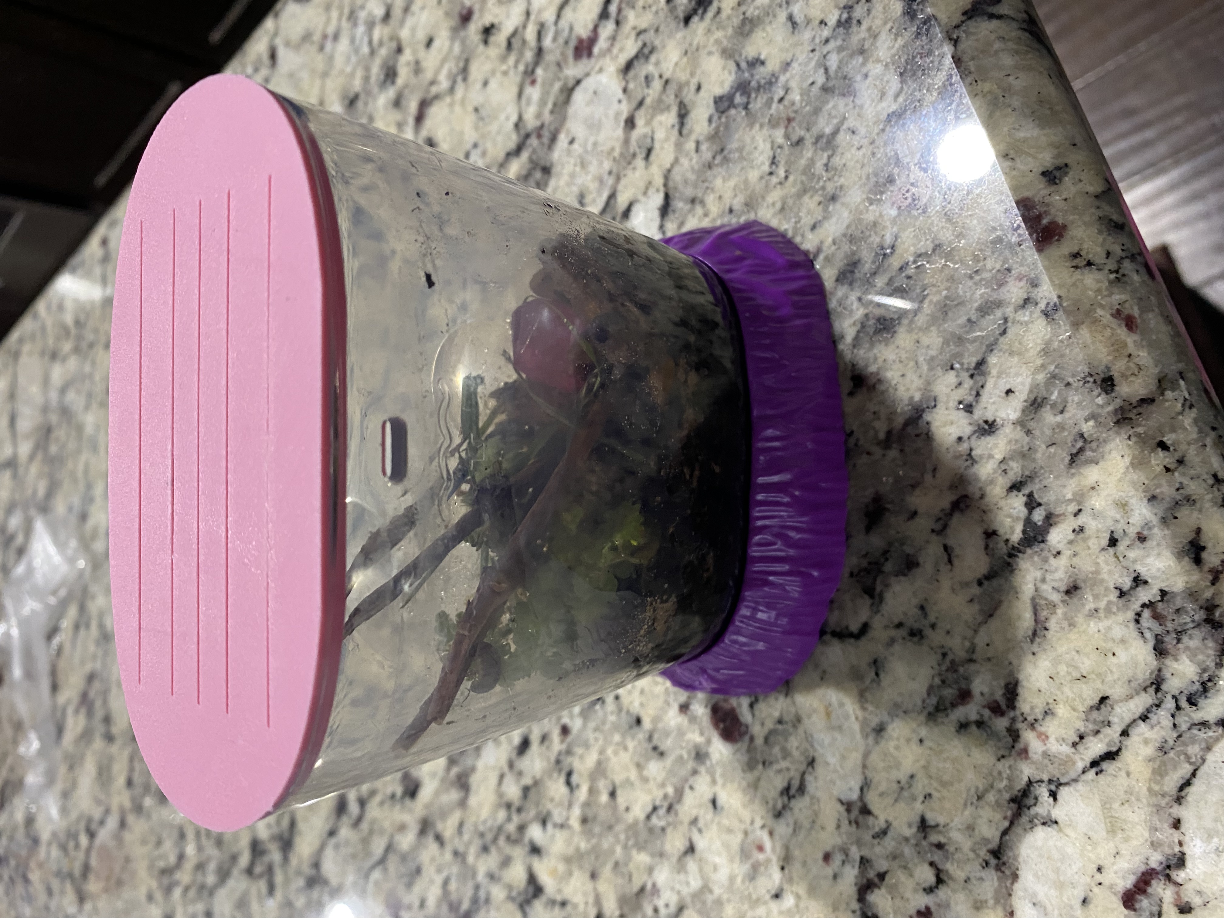 Sea Monkey Lid