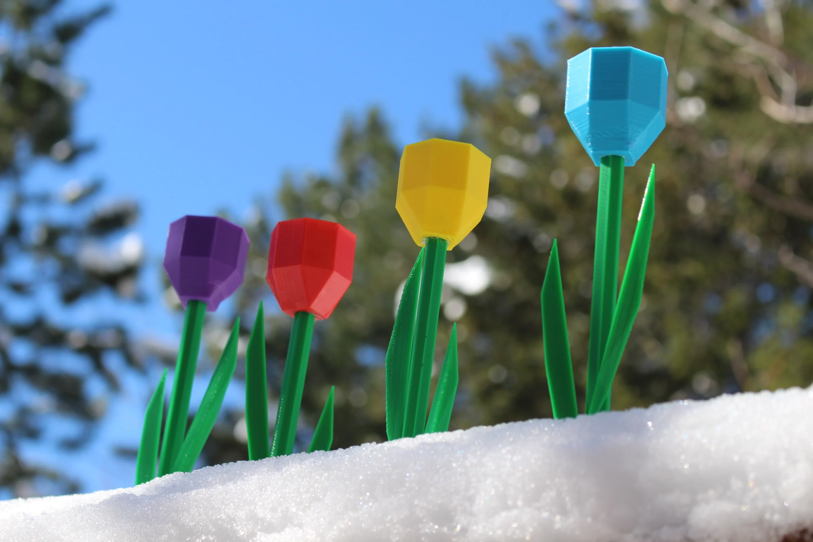 Tulips