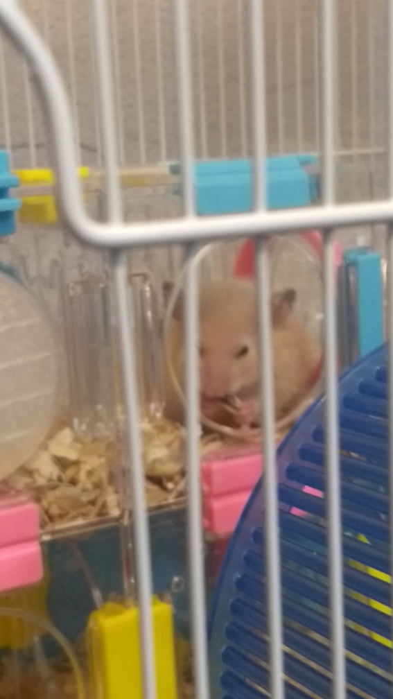 hamster tube