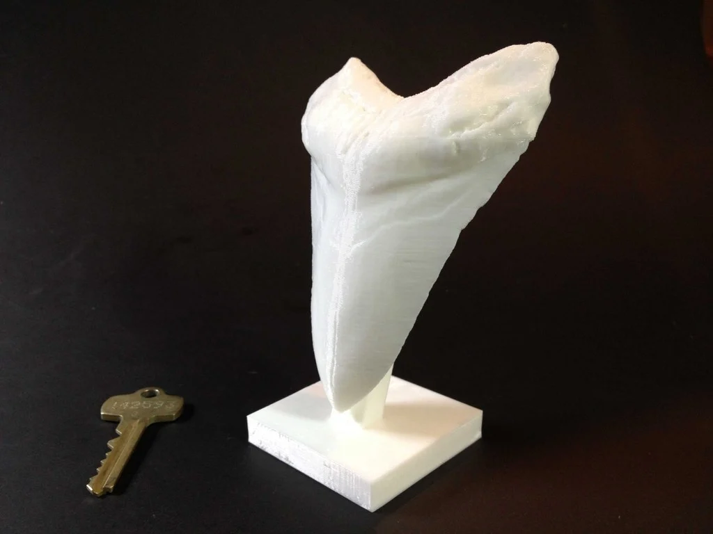 Giant Prehistoric Shark Tooth!