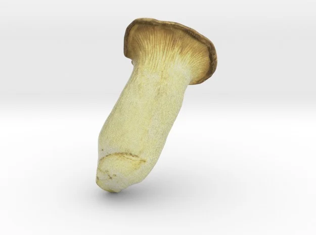 The King Trumpet Mushroom