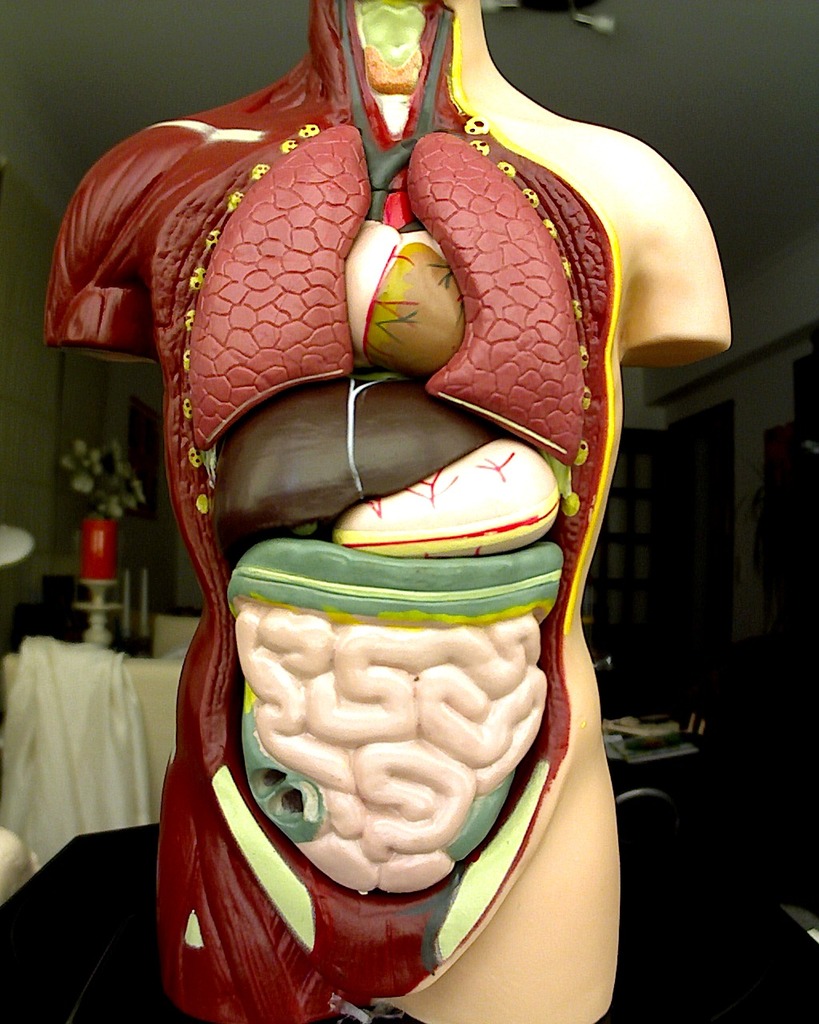 Explore Organs