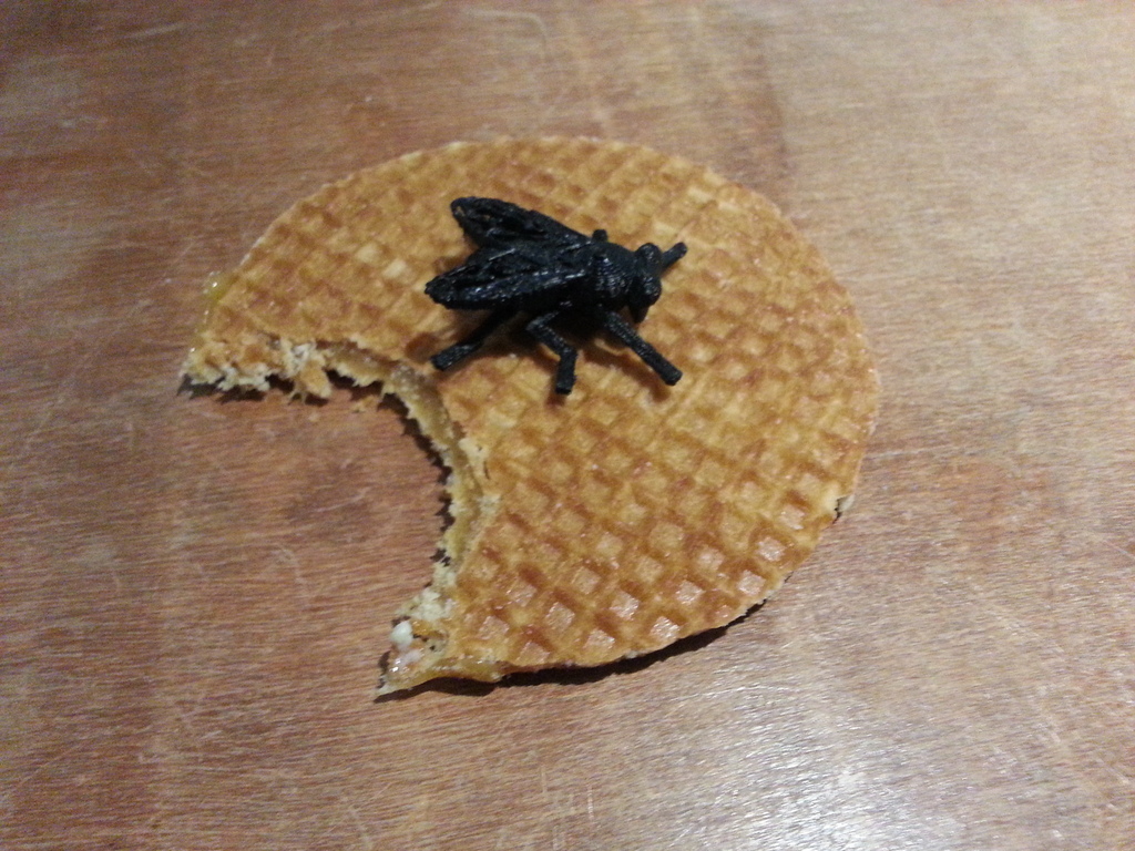 house fly