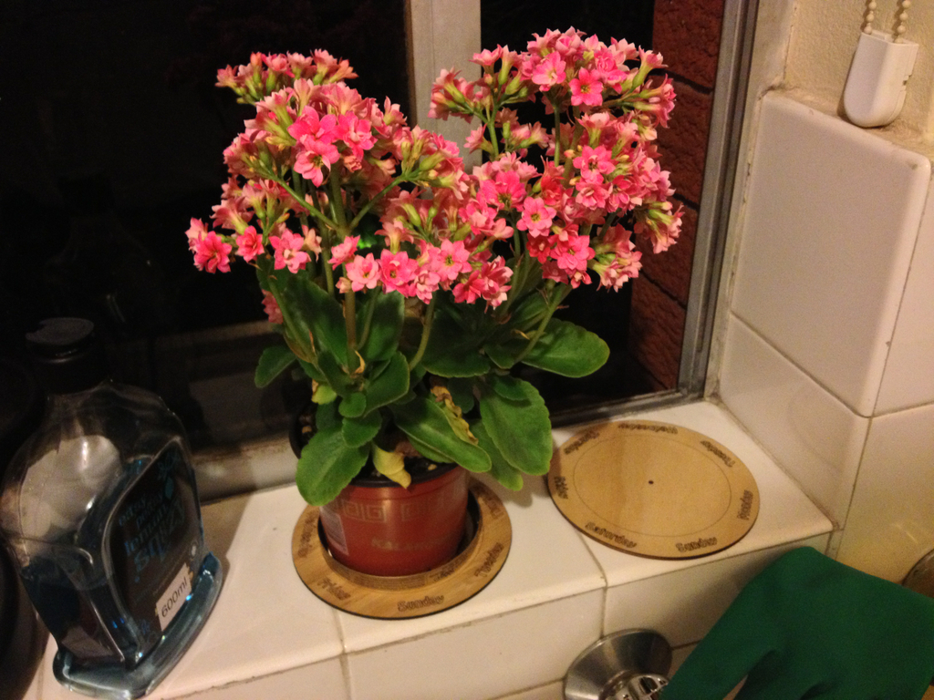 Confuse-A-Plant! Or, the plant turner