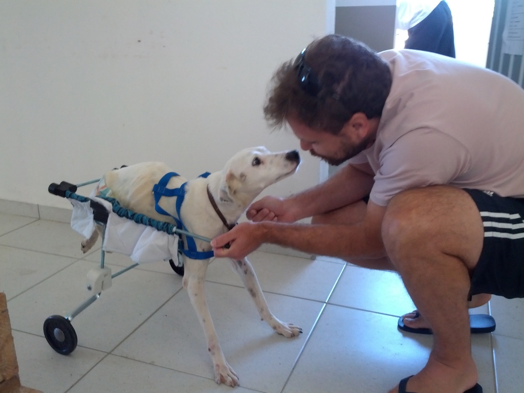 Adjustable Wheel Chair for Dog (Branco Project)