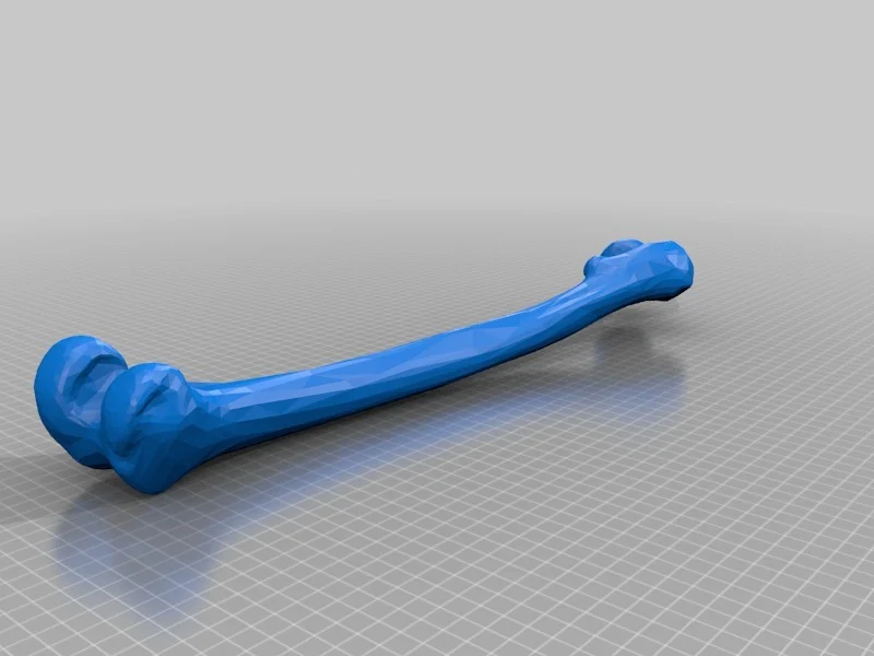 Right Leg Long Bones