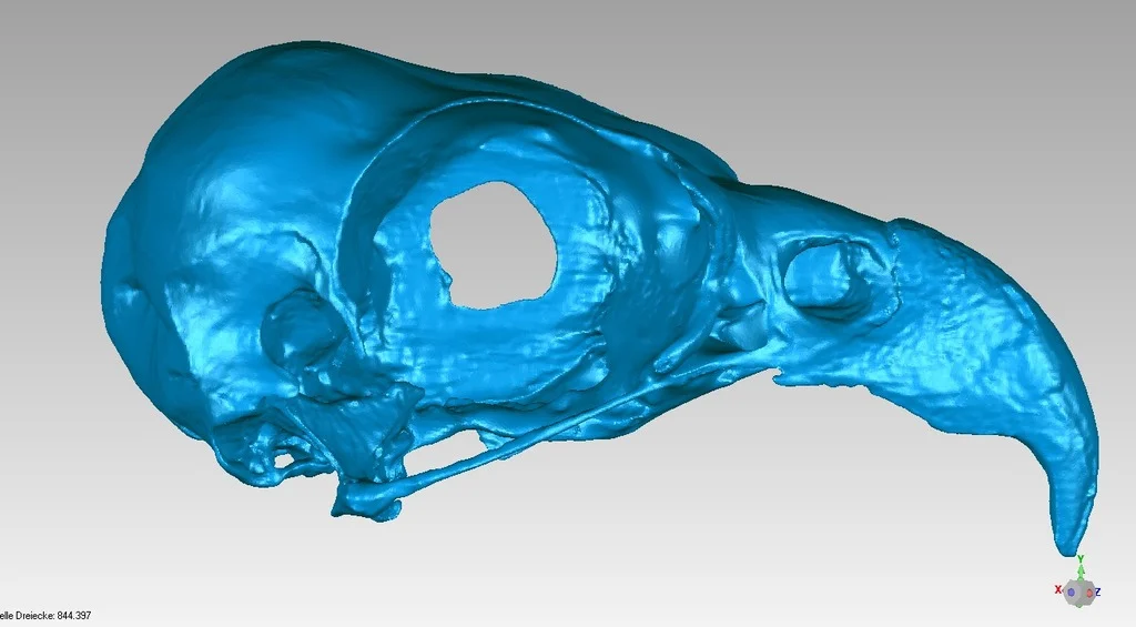 Skull of an Osprey (Pandion haliaetus)